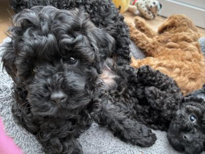 Jet Black male Toy Cavapoo on hold