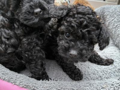 Jet Black male Toy Cavapoo on hold