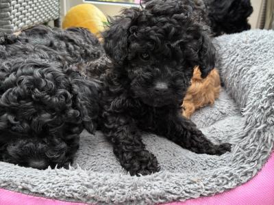 Jet Black male Toy Cavapoo on hold