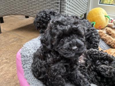 Jet Black male Toy Cavapoo on hold