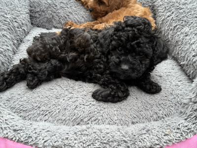 Jet Black male Toy Cavapoo on hold