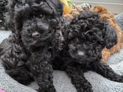 Jet Black male Toy Cavapoo on hold