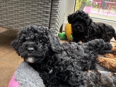 Jet Black male Toy Cavapoo on hold