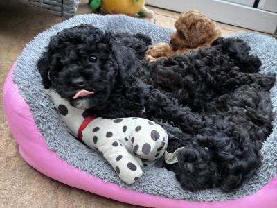 Jet Black male Toy Cavapoo on hold