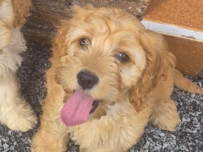 Adorable Cockapoo puppies in Sligo