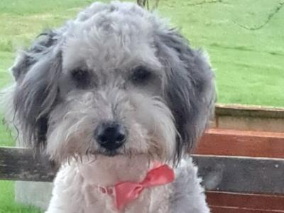 Bearded Collie x Red Border Collie puppies for sale in Leitrim