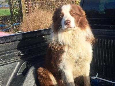 Bearded Collie x Red Border Collie puppies for sale in Leitrim