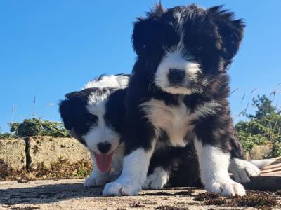 Bearded Collie x Red Border Collie puppies for sale in Leitrim