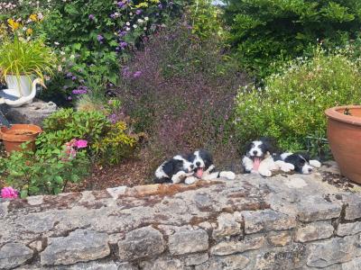 Bearded Collie x Red Border Collie puppies for sale in Leitrim