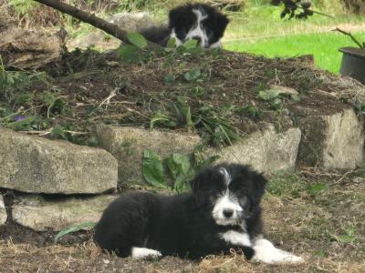 Bearded Collie x Red Border Collie puppies for sale in Leitrim