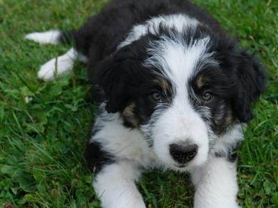 Bearded Collie x Red Border Collie puppies for sale in Leitrim
