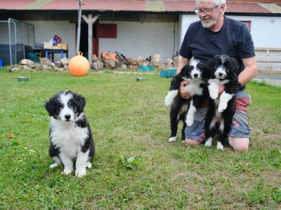 Bearded Collie x Red Border Collie puppies for sale in Leitrim