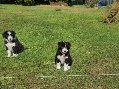 Bearded Collie x Red Border Collie puppies for sale in Leitrim