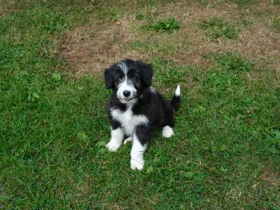 Bearded Collie x Red Border Collie puppies for sale in Leitrim