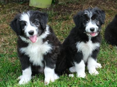 Bearded Collie x Red Border Collie puppies for sale in Leitrim
