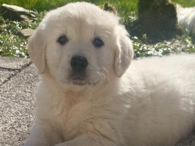 Gorgeous Golden Retriever puppies in Cork - IKC Pending