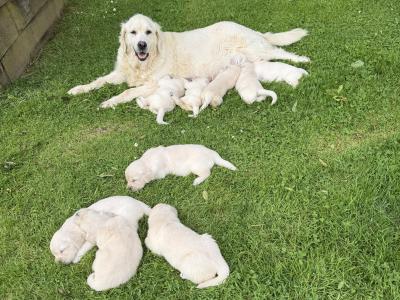Gorgeous Golden Retriever puppies in Cork - IKC Pending