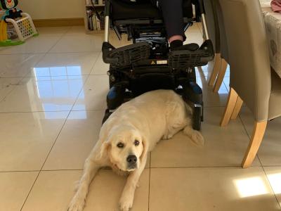 Gorgeous Golden Retriever puppies in Cork - IKC Pending