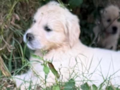 Gorgeous Golden Retriever puppies in Cork - IKC Pending