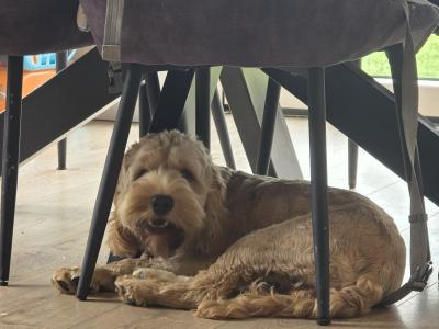 Male Cockapoo for sale