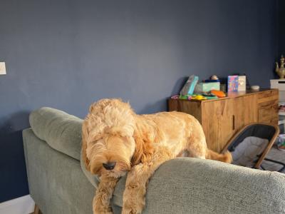 Male Cockapoo for sale