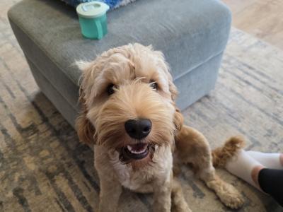 Male Cockapoo for sale