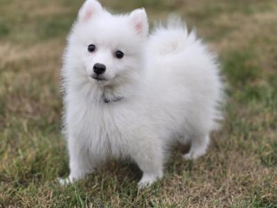 Stunning Japanese Spitz puppies 🐶 in Limerick