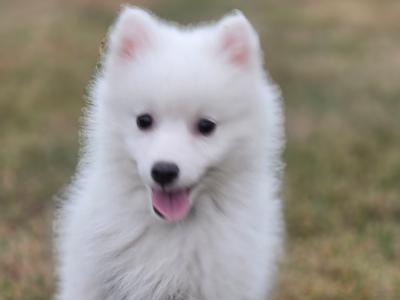 Stunning Japanese Spitz puppies 🐶 in Limerick