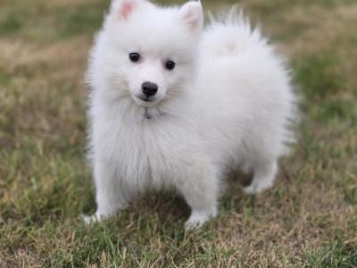 Stunning Japanese Spitz puppies 🐶 in Limerick