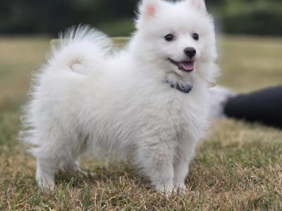 Stunning Japanese Spitz puppies 🐶 in Limerick