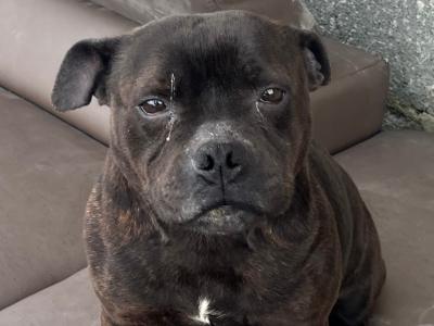 Female Staffordshire Bull Terrier in Sligo