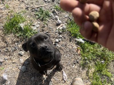 Female Staffordshire Bull Terrier in Sligo