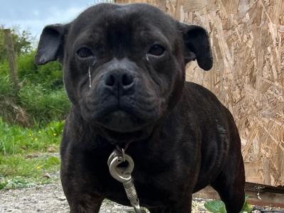 Female Staffordshire Bull Terrier in Sligo
