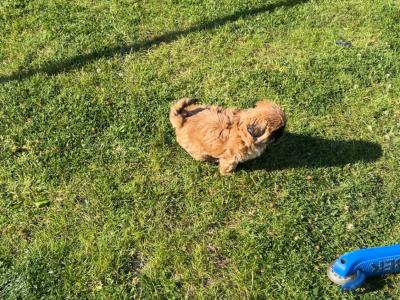 Female Pekingese x Shih Tzu puppy in Cavan