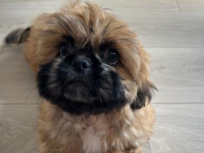 Female Pekingese x Shih Tzu puppy in Cavan