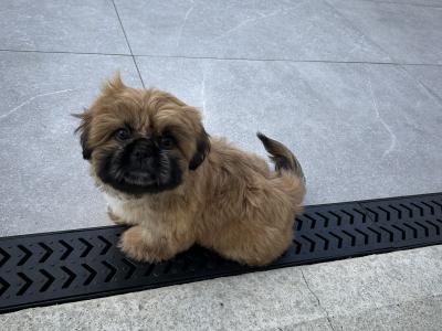 Female Pekingese x Shih Tzu puppy in Cavan