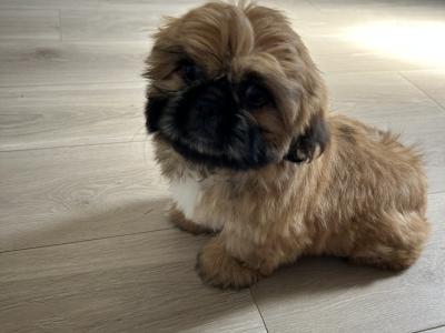 Female Pekingese x Shih Tzu puppy in Cavan