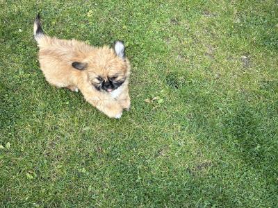 Female Pekingese x Shih Tzu puppy in Cavan