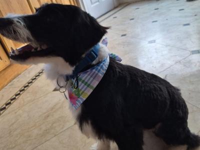 1-Year-Old Male Labradoodle for Rehoming – Westmeath