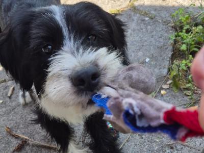 1-Year-Old Male Labradoodle for Rehoming – Westmeath