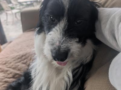 1-Year-Old Male Labradoodle for Rehoming – Westmeath