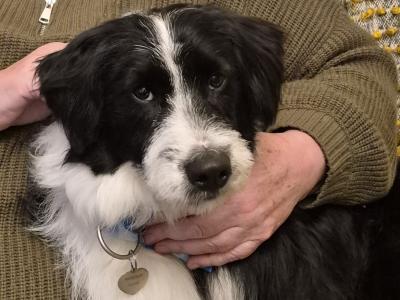 1-Year-Old Male Labradoodle for Rehoming – Westmeath