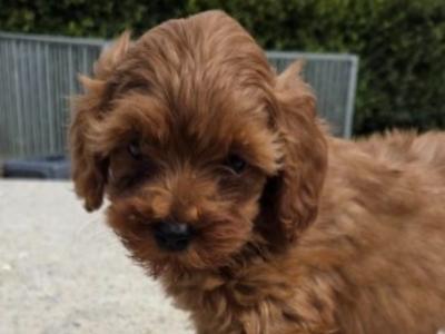 Gorgeous miniature male Cavapoo puppy in Waterford