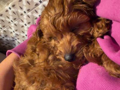 Gorgeous miniature male Cavapoo puppy in Waterford
