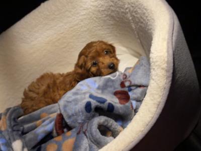 Gorgeous miniature male Cavapoo puppy in Waterford