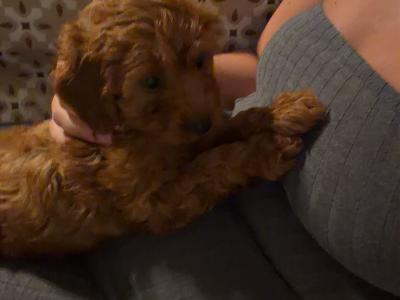 Gorgeous miniature male Cavapoo puppy in Waterford