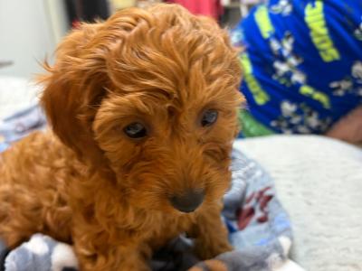 Gorgeous miniature male Cavapoo puppy in Waterford