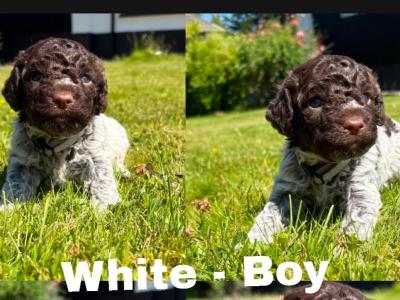 Lagotto Romagnolo (Italian Water dog) puppies in Down