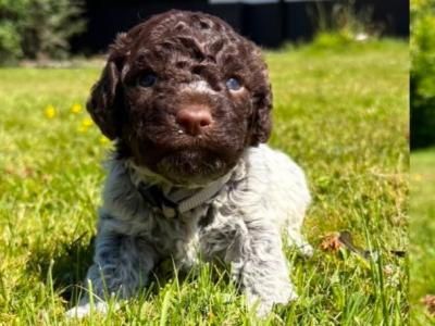 Only 3 REMAINING Lagotto Romagnolo (Italian Water dog) puppies in Down
