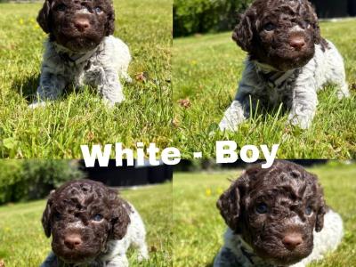 Lagotto Romagnolo (Italian Water dog) puppies in Down